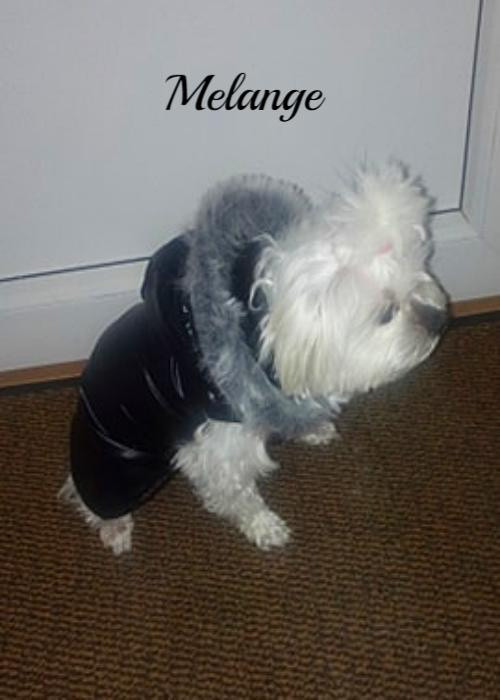 Bundička pro maltezáčka na přání — foto 2