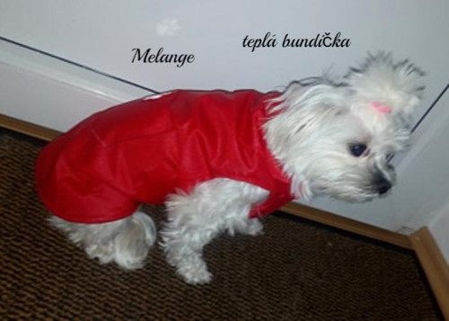 Bundička pro maltezáčka na přání — foto 2
