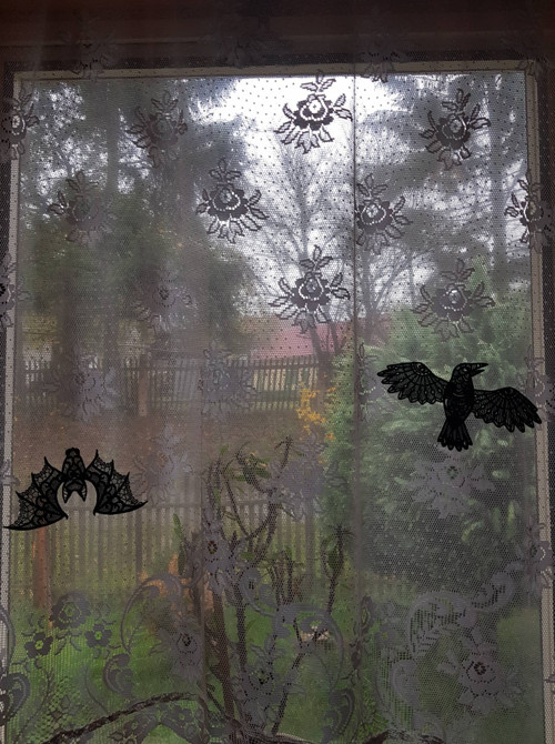 1037 - Netopýr bílý — foto 4