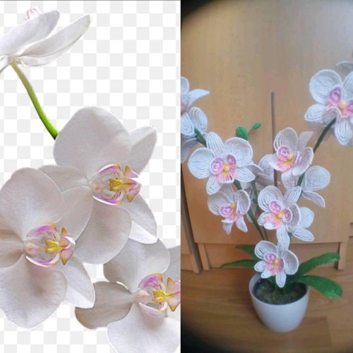 Orchideje — foto 3