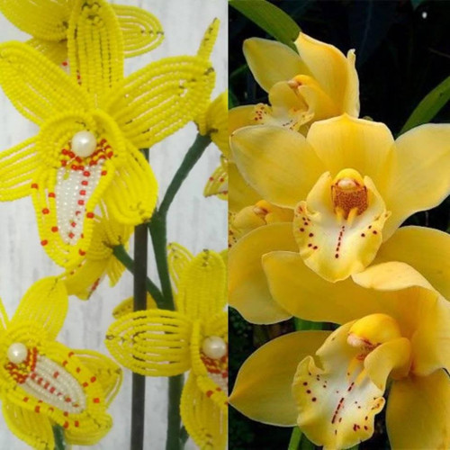 Orchideje — foto 4