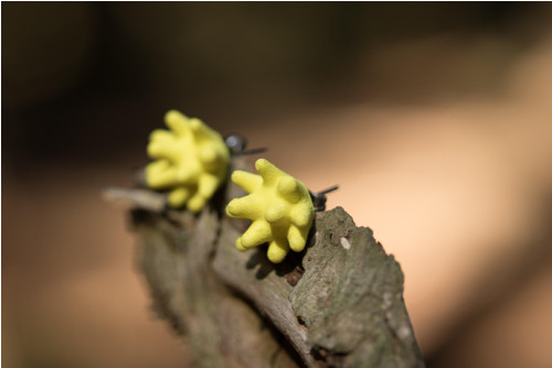 Náušnice virus sulfur yellow — foto 3