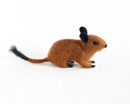 Osmák degu — foto 2
