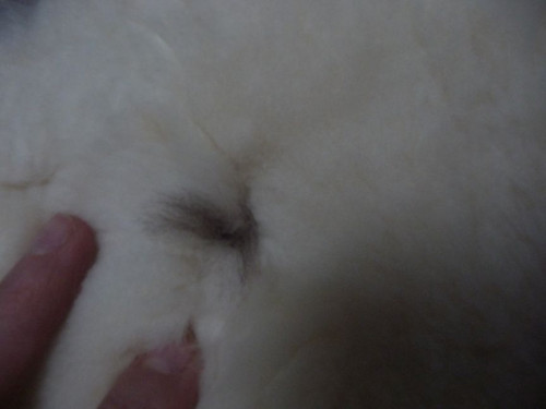 Předložka z ovečky 3 — foto 3