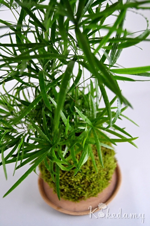 Kokedama Asparagus falcatus — foto 3