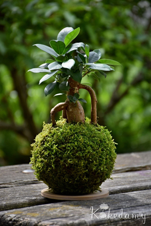 Kokedama Ficus microcarpa Ginseng — foto 3