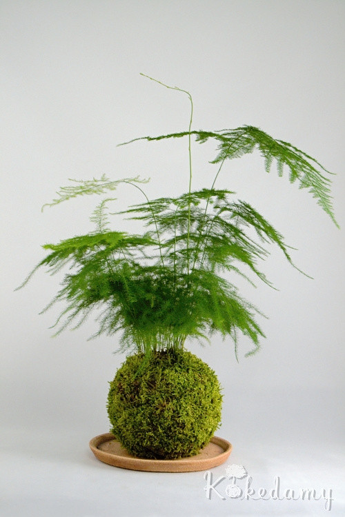 Kokedama Asparagus setaceus — foto 2