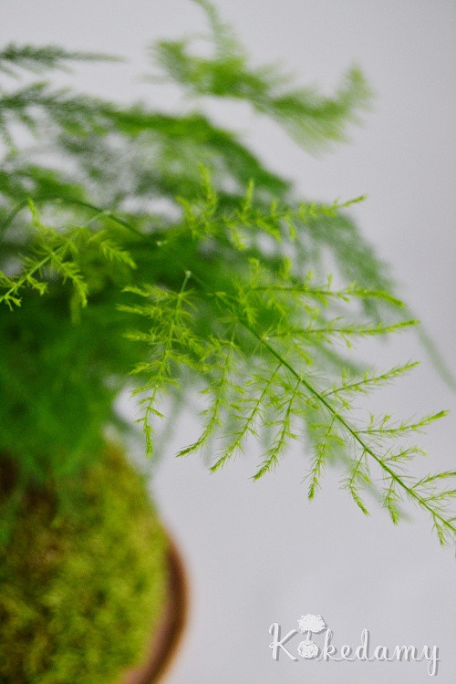 Kokedama Asparagus setaceus — foto 3