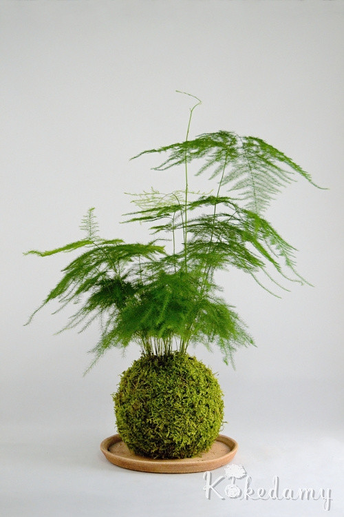 Kokedama Asparagus setaceus — foto 4