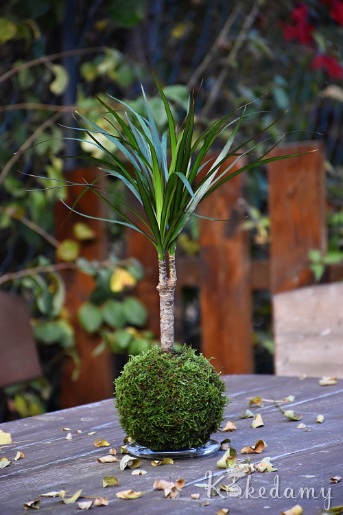 Kokedama Dracaena marginata — foto 2