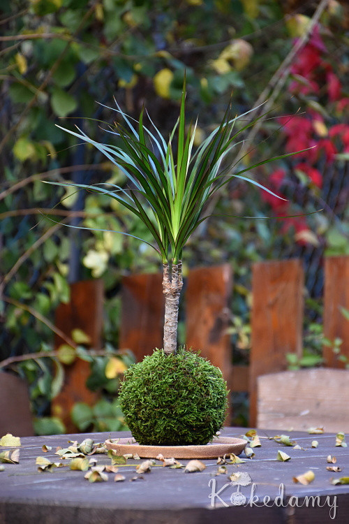 Kokedama Dracaena marginata — foto 3