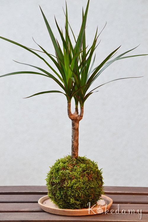 Kokedama Dracaena marginata — foto 4
