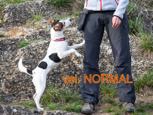 Pamlskovník - RHODÉSKÝ RIDGEBACK + SRDCE — foto 2