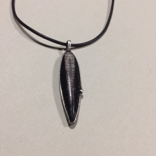 Minulost (orthoceras) — foto 2