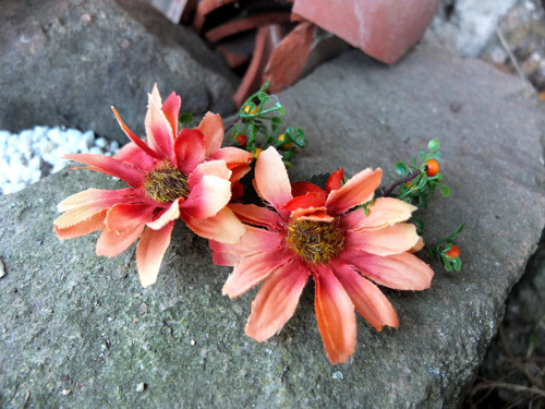 Asi astry — foto 2