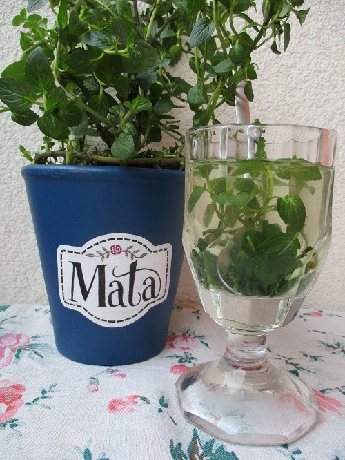 Mátový čaj — foto 4