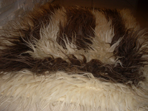 Vzorovaná guba — foto 2