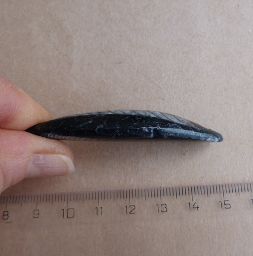 Orthoceras - 6,3 cm — foto 3