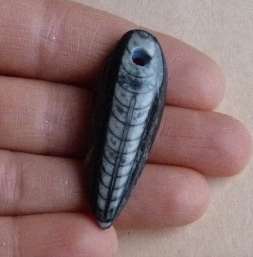 Orthoceras - 4,5 cm — foto 3