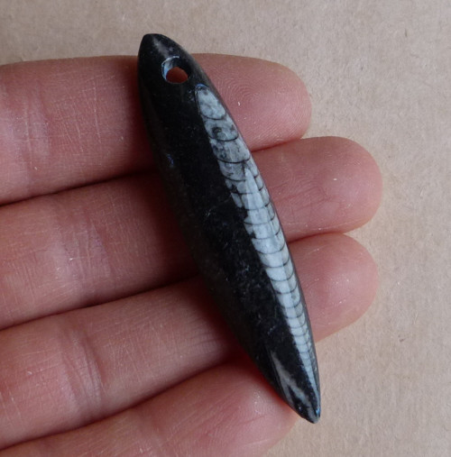 Orthoceras - 6 cm — foto 2