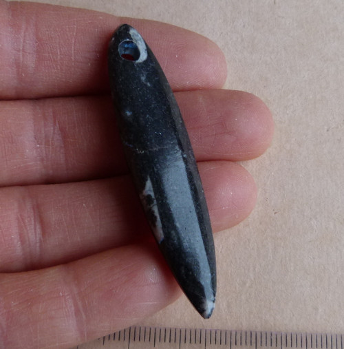 Orthoceras - 6 cm — foto 3