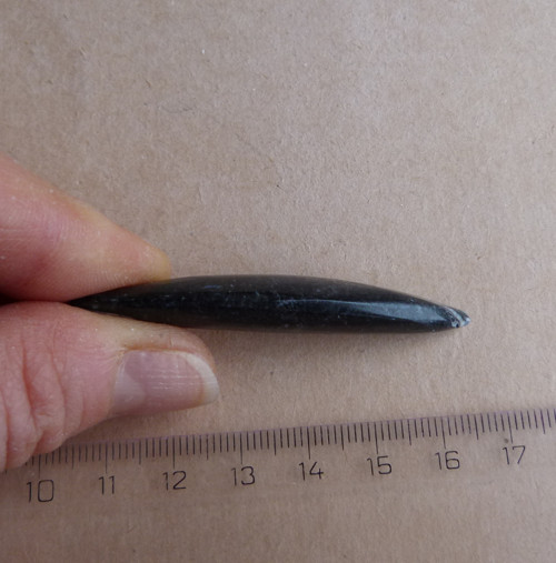 Orthoceras - 6 cm — foto 4