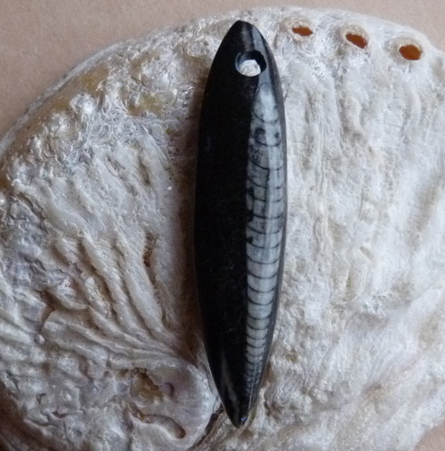 Orthoceras - 6 cm — foto 5