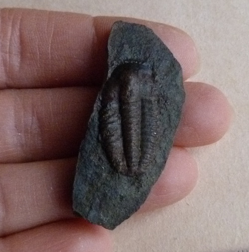 Trilobit ČR - 4,4 cm — foto 2