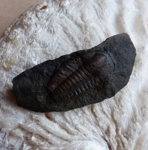 Trilobit ČR - 4,4 cm — foto 3