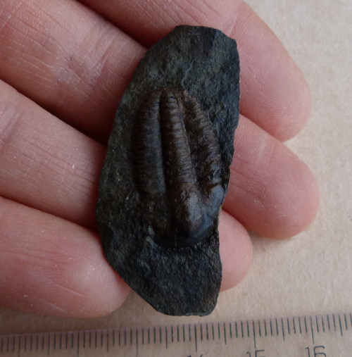 Trilobit ČR - 4,4 cm — foto 4