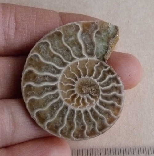 Amonit - 4,5 cm — foto 3