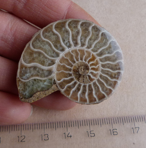 Amonit - 4,6 cm — foto 2