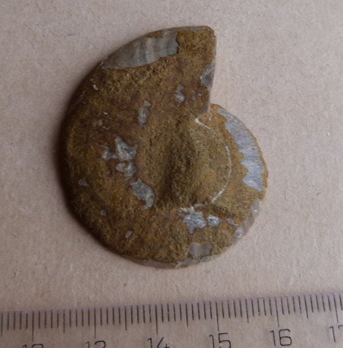 Amonit - 4,6 cm — foto 5
