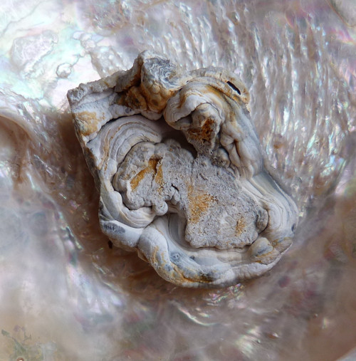 Chalcedon hadí oko - 3,6 cm — foto 5