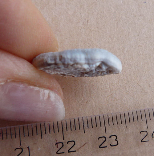 Chalcedon hadí oko - 1,9 cm — foto 4