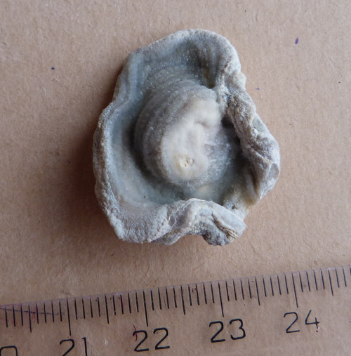 Chalcedon hadí oko - 3,2 cm — foto 2