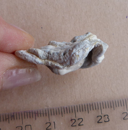 Chalcedon hadí oko - 3,2 cm — foto 3