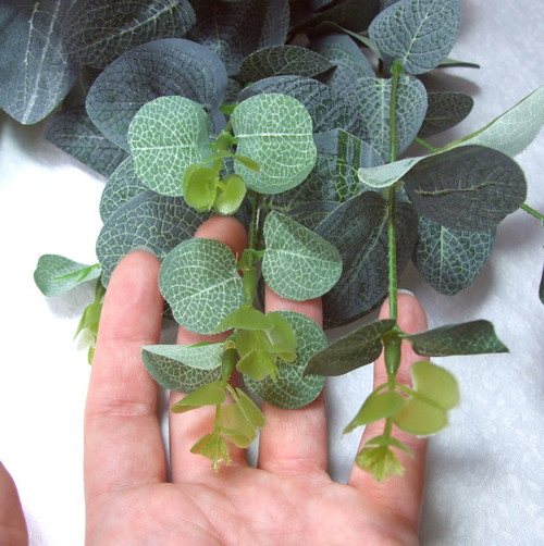 Eukalyptus 50 cm — foto 2