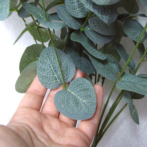 Eukalyptus 50 cm — foto 4