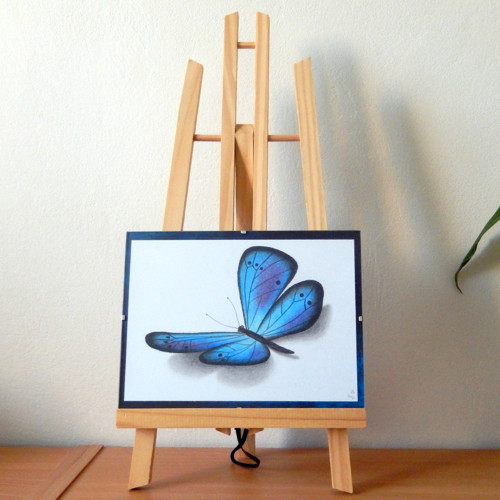 Modrý motýlek — foto 3