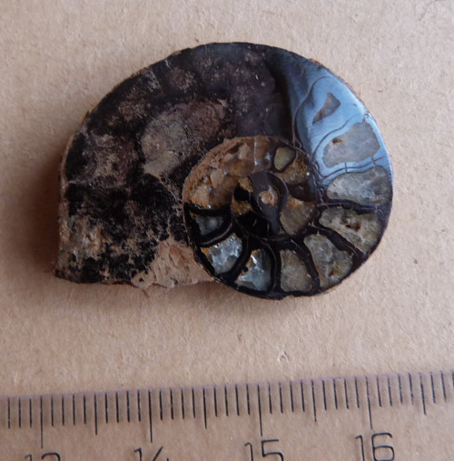 Amonit - 3,2 cm — foto 2
