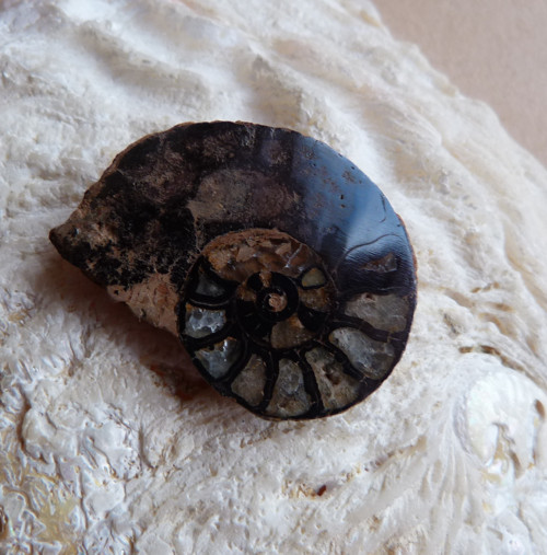 Amonit - 3,2 cm — foto 4