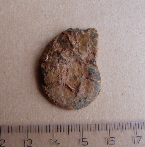 Amonit - 3,2 cm — foto 5