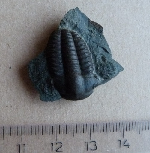 Trilobit ČR - 3 cm — foto 3