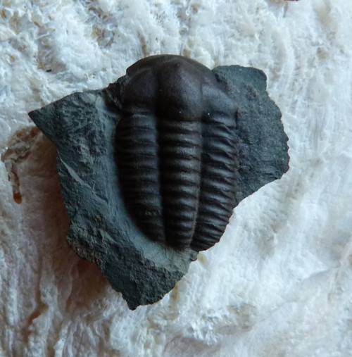 Trilobit ČR - 3 cm — foto 4
