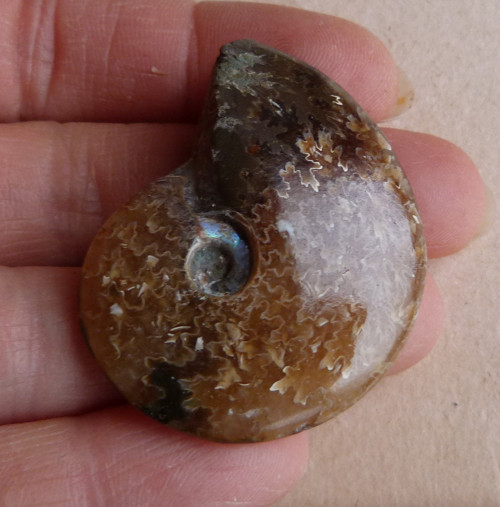 Amonit - 4,2 cm - Extra — foto 2