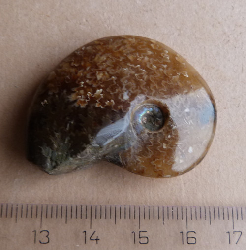 Amonit - 4,2 cm - Extra — foto 3