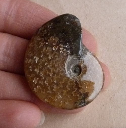 Amonit - 4,2 cm - Extra — foto 4