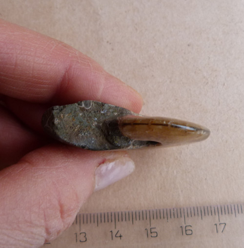 Amonit - 4,2 cm - Extra — foto 5