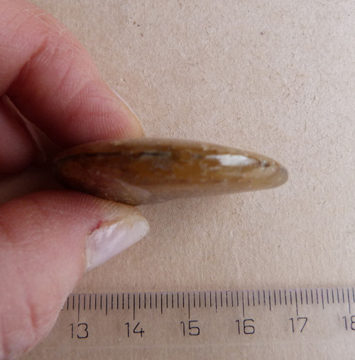 Amonit - 4,2 cm - Extra — foto 6